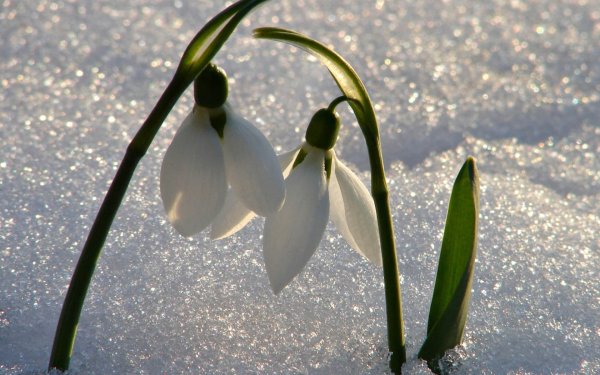 Первоцветы подснежники