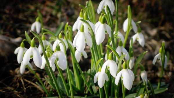 Подснежник узколистный