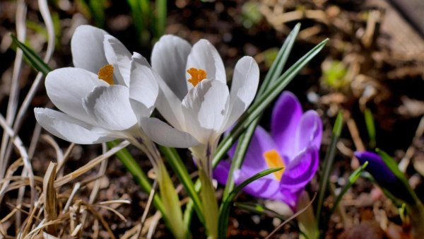 Первоцветы (подснежники, крокусы, гиацинты).