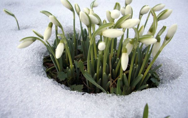 Подснежники Крокус голубые