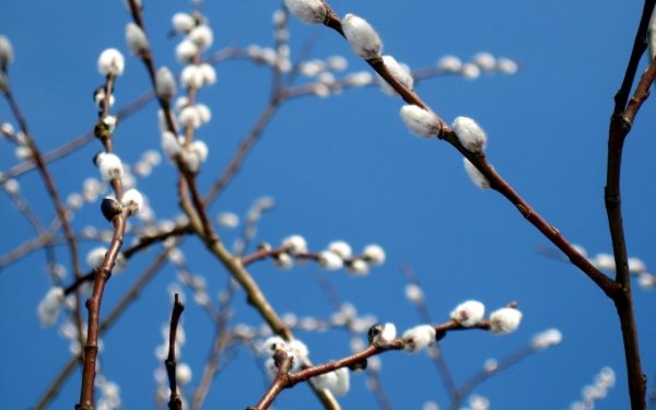 Почки вербы фото