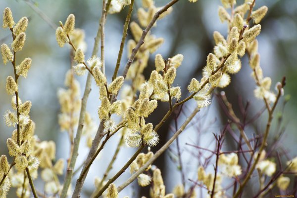 Цветущая Верба