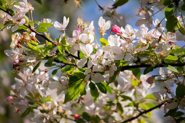 Весна цветут деревья