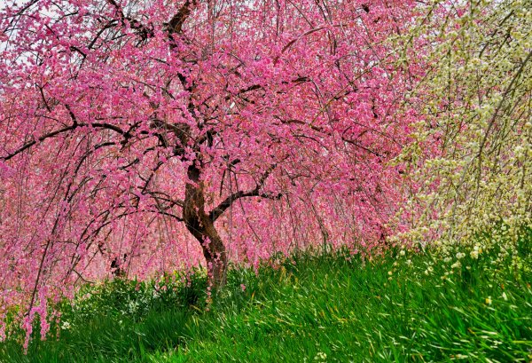 Вишня короткощетинистая