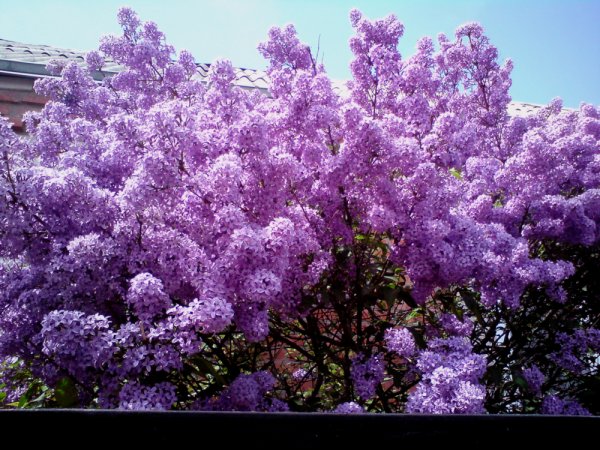 Цветет черемуха сирень