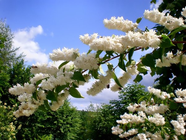 Деревья цветущие в июне
