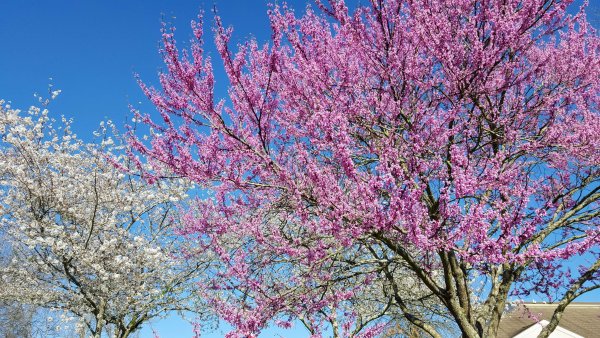 Сакура дерево