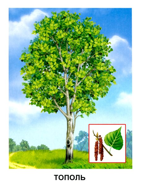 Карточки деревья для детей