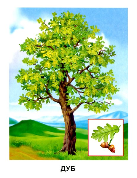 Черемеха для детей с названиям