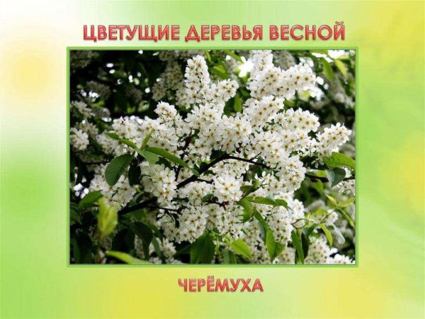 Лото хвойные и лиственные деревья