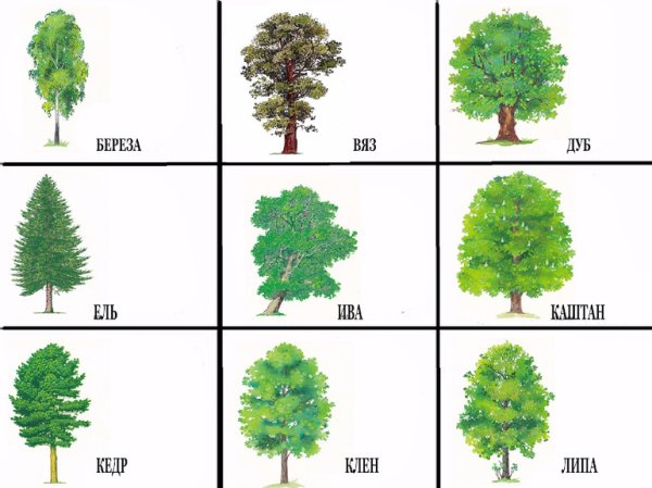 Деревья для дошкольников