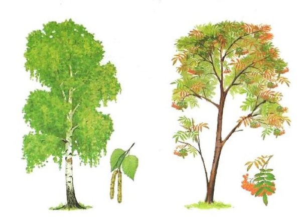 Наглядное пособие деревья