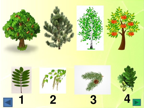 Деревья и листья наглядно-дидактическое пособие