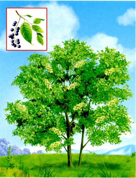 Лиственные листопадные деревья и кустарники