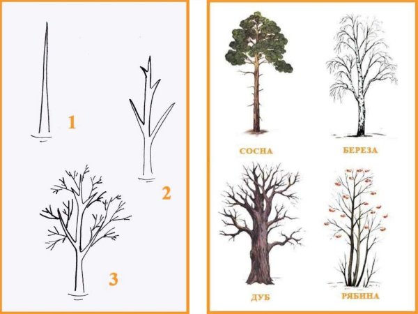 Наглядное пособие деревья