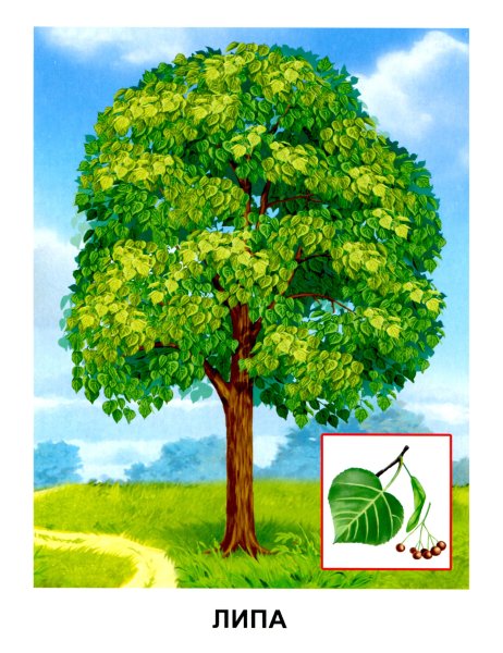 Карточки деревья для детей дошкольного возраста