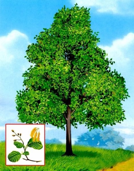 Осенние листья и плоды деревьев