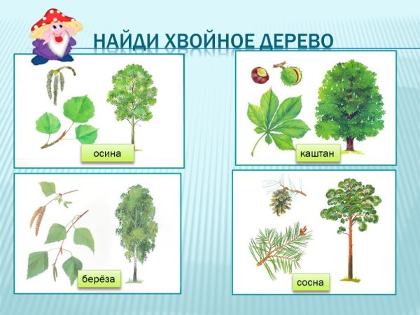 Названия деревьев с картинками