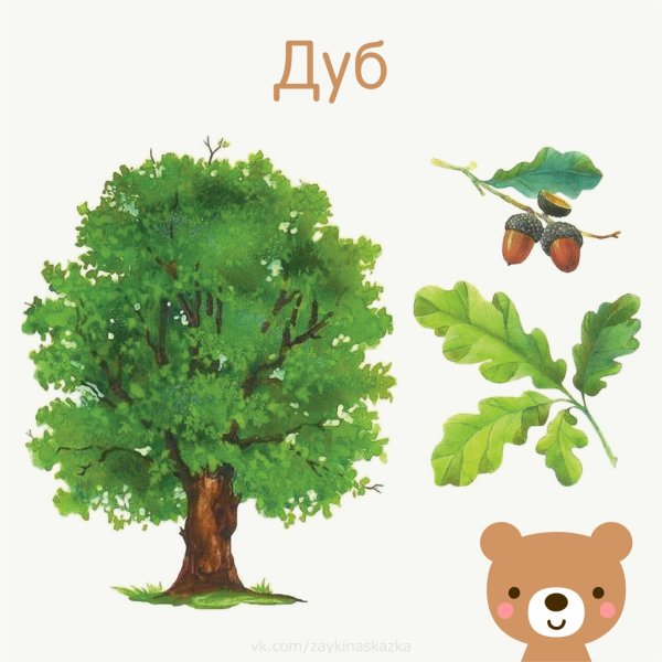 Лиственные деревья для дошкольников
