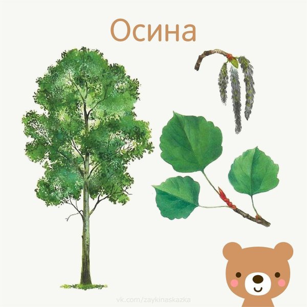 Деревья и кустарники для дошкольников