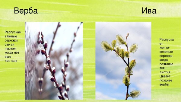 Деревья кустарники травы