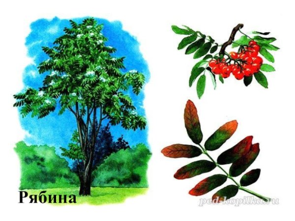 Деревья для дошкольников