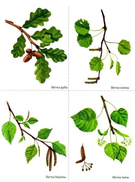 Береза для детей