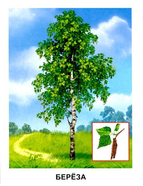 Липа дерево листья