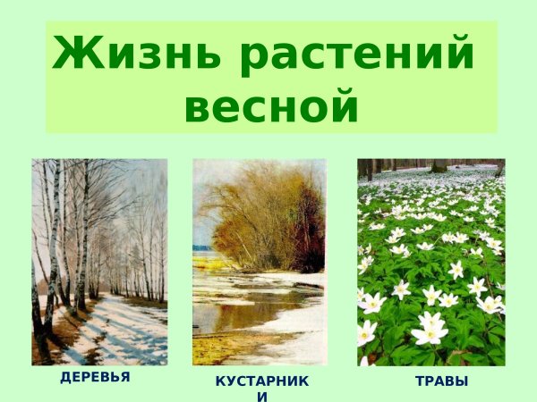 Деревья и кустарники весной