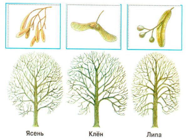 Деревья и кустарники для детей