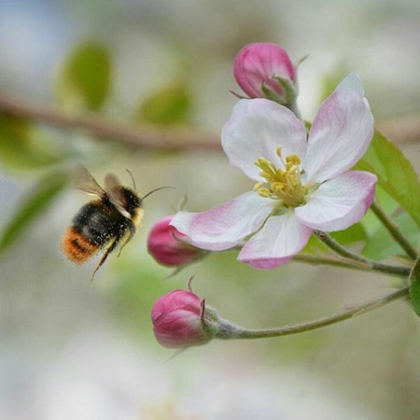 Котик в одуванчиках