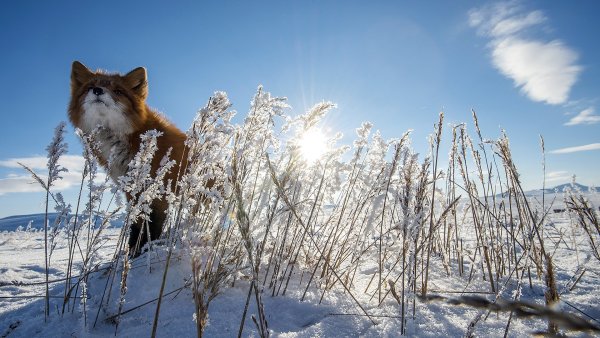 Ранняя Весна солнце