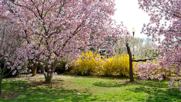 Сад - Асикага тюльпаны.