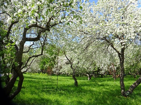 Живопись Весна лето