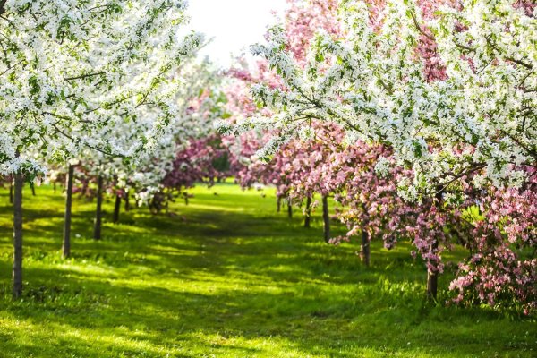Цветущий Яблоневый сад весной