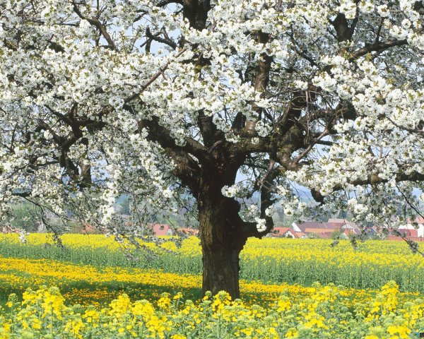 Навруз в Узбекистане природа