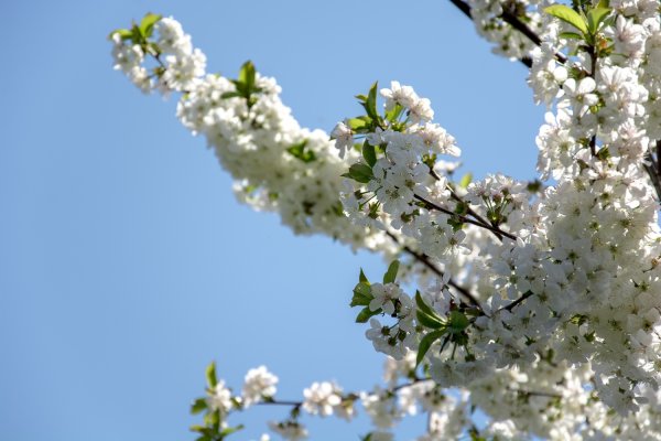 Вишневый СКД В Германии