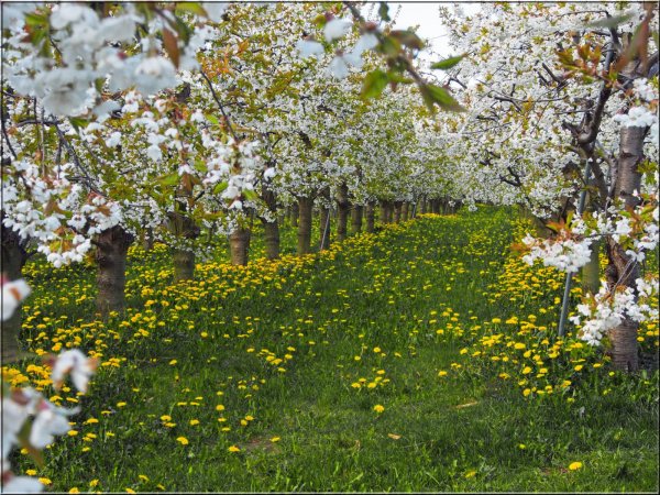 Май цветущие сады