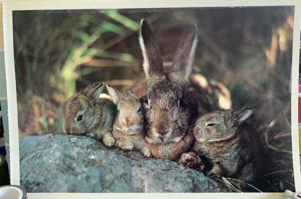 Зайчиха с зайчонком