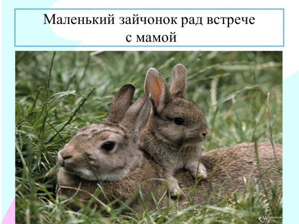 Папа заяц мама зайчиха детеныш Зайчонок