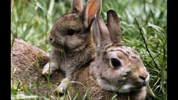 Заяц с зайчатами в лесу