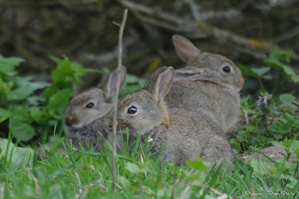 Заяц Русак с зайчатами