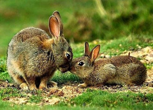 Зайчик в лесу для детей