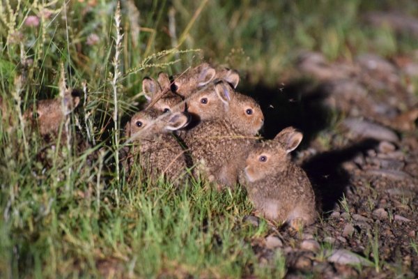 Заяц с зайчонком