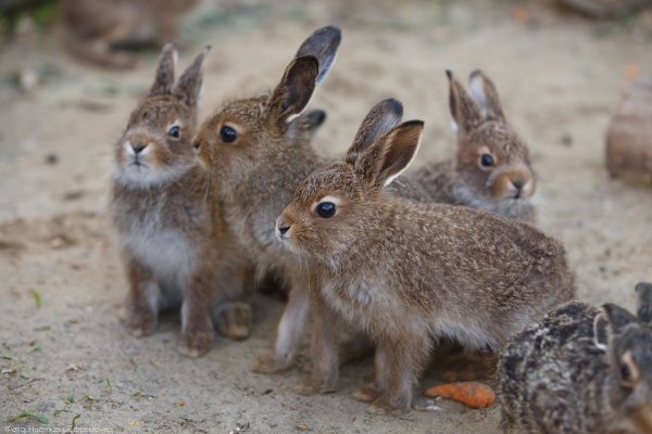 Заяц зайчиха Зайчонок