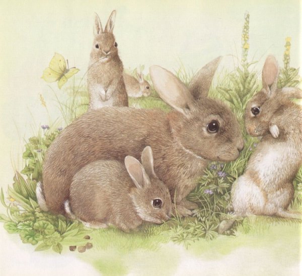 Кролик для детей