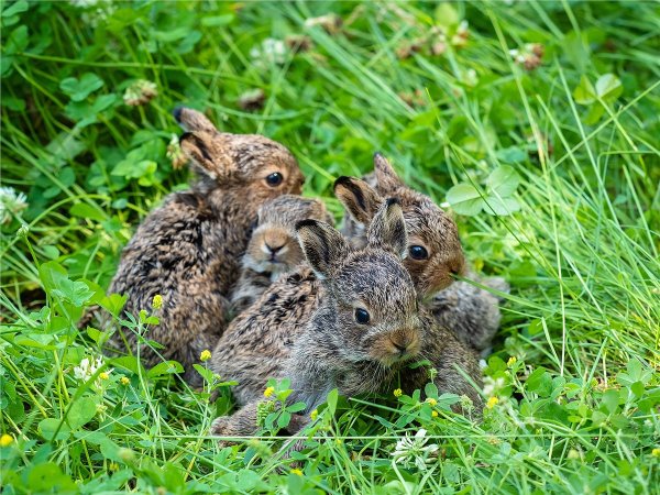 Заяц Русак с зайчатами