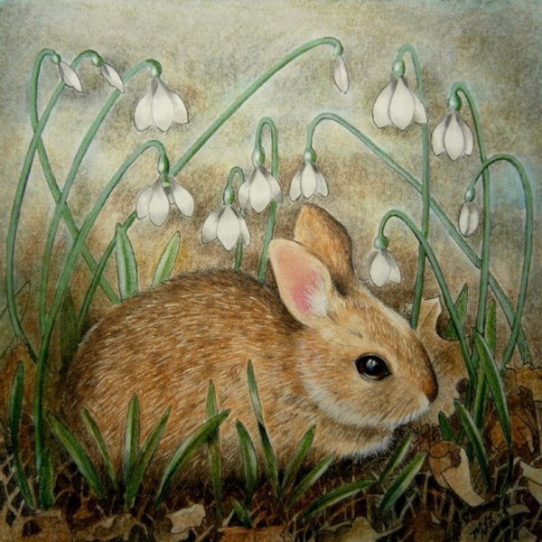 Заяц Беляк Детеныши