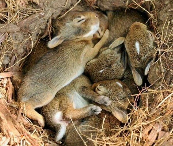 Зайчиха с зайчатами для детей