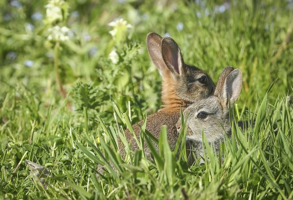 Семья Зайцев заяц зайчиха и Зайчата